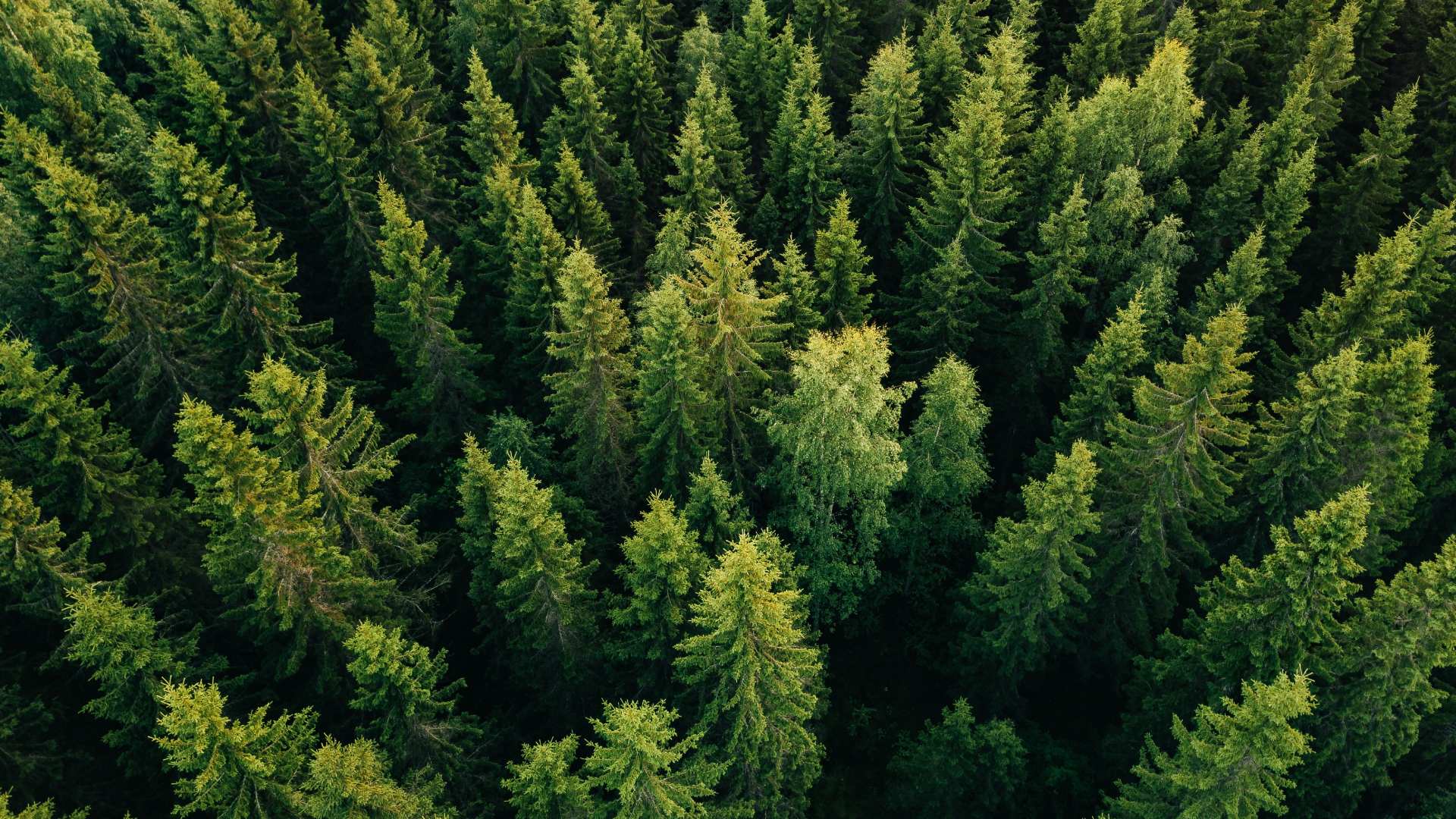 arbres